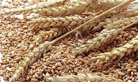 भारतमा गहुँ निर्यात प्रतिबन्ध हट्यो